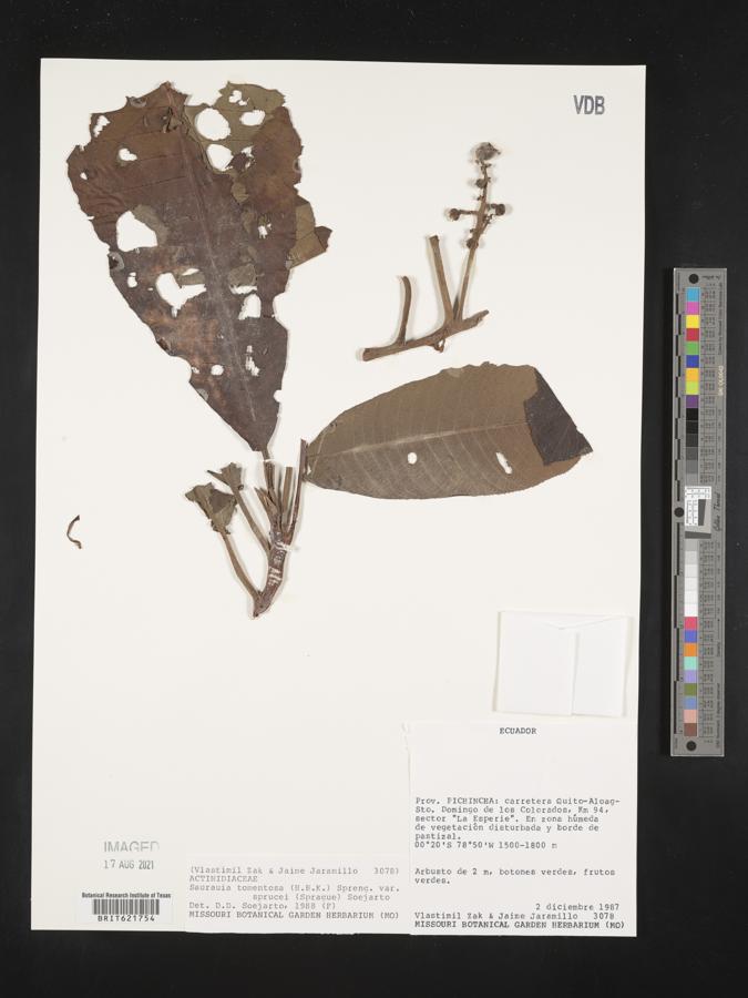 Saurauia tomentosa var. sprucei image