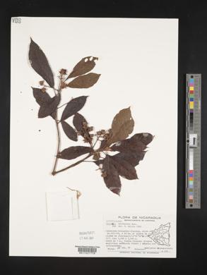 Saurauia waldheimii image