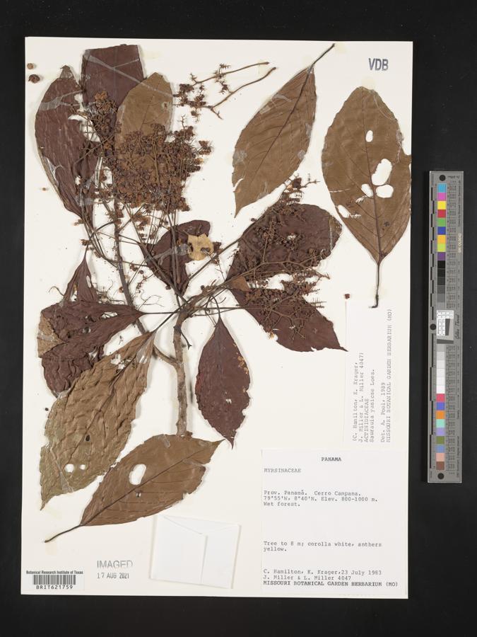 Saurauia yasicae image