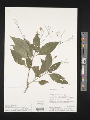 Streblacanthus dubiosus image