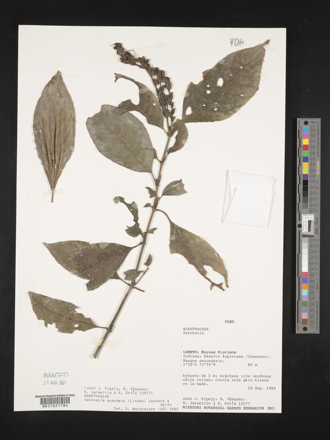 Sanchezia image