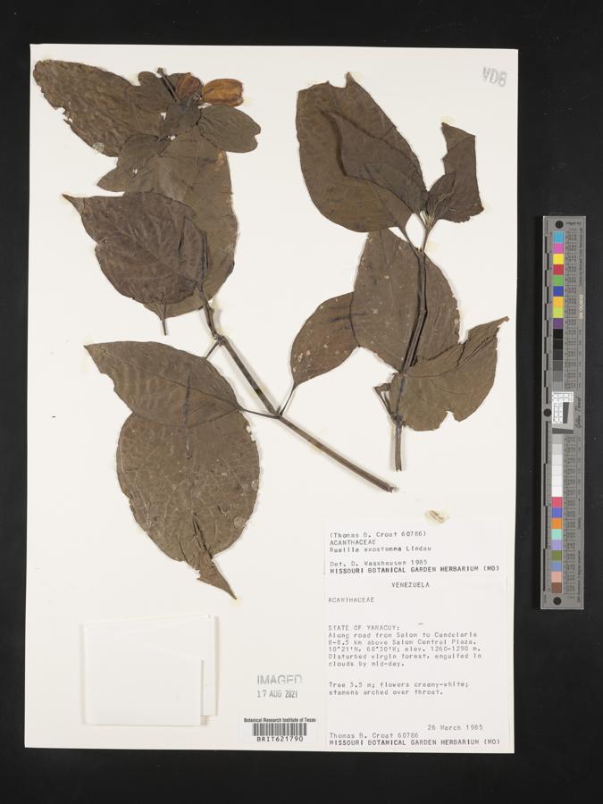 Ruellia exostemma image