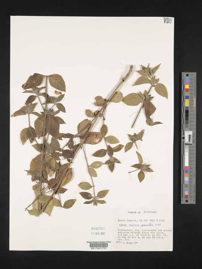 Ruellia geminiflora image
