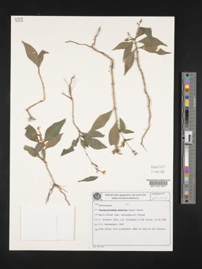 Image of Pseuderanthemum modestum