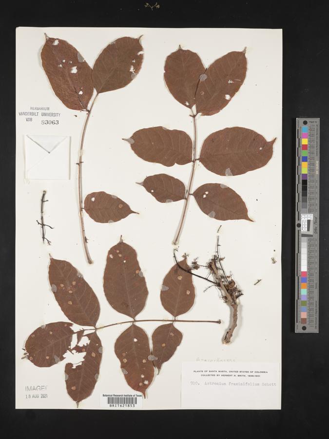 Astronium fraxinifolium image