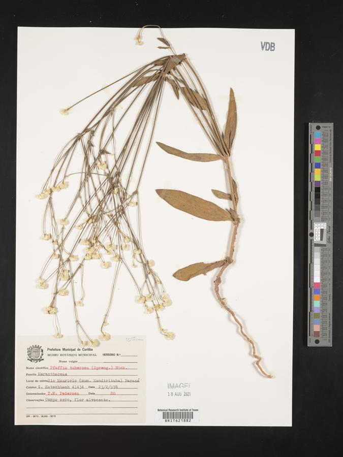 Pfaffia tuberosa image