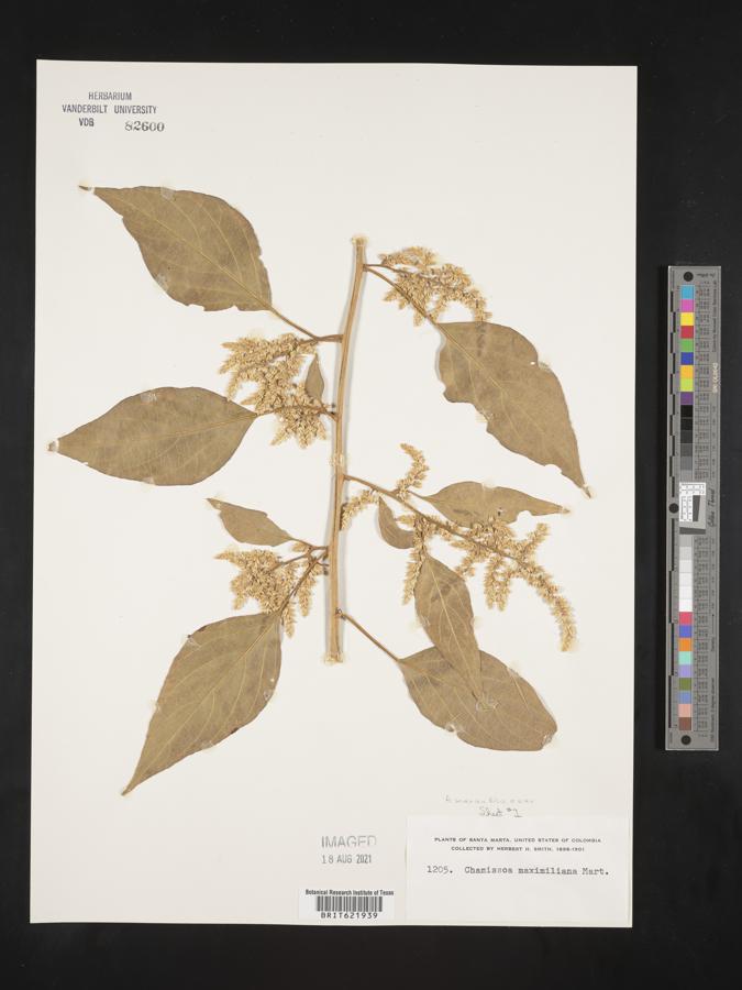 Chamissoa acuminata image