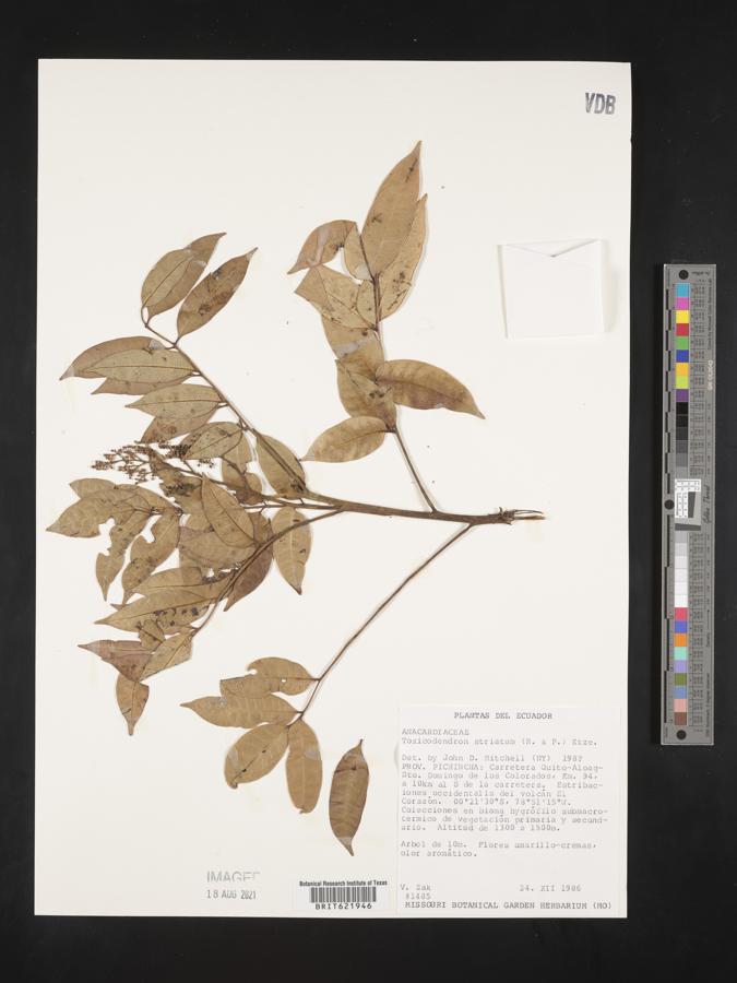 Toxicodendron striatum image