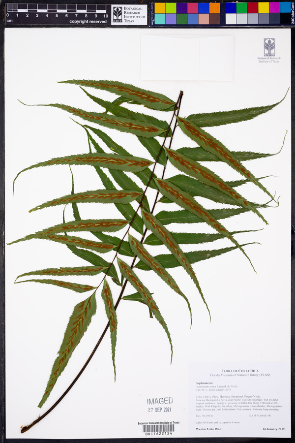 Asplenium serra image