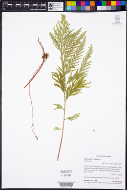 Selaginella rosea image