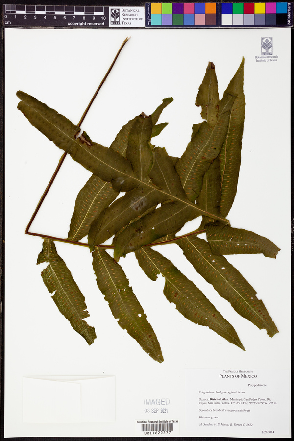 Polypodium rhachipterygium image