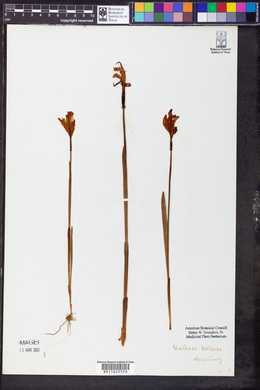 Arethusa bulbosa image