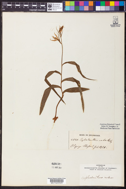 Cephalanthera rubra image