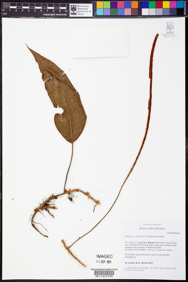 Selliguea costulata image