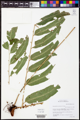 Phanerophlebia remotispora image