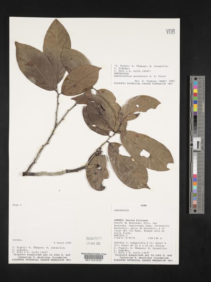 Ephedranthus guianensis image