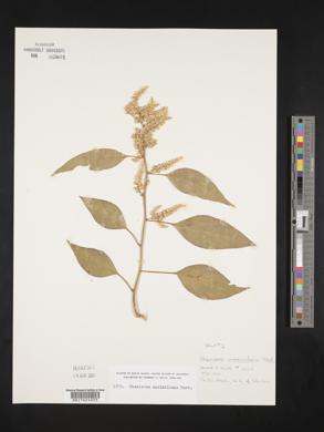 Chamissoa acuminata var. maximiliani image