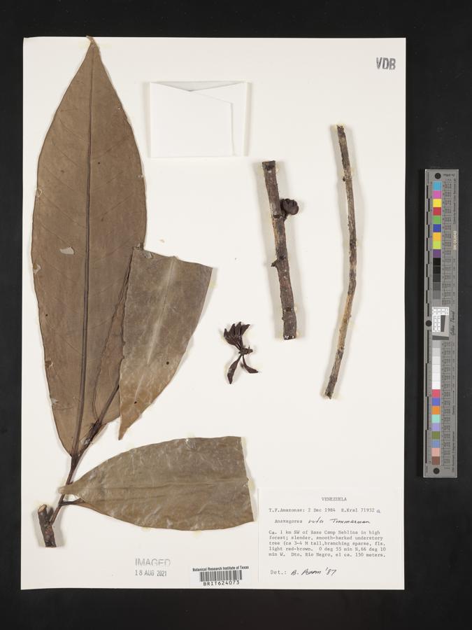 Anaxagorea rufa image