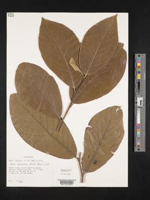 Sapranthus foetidus image