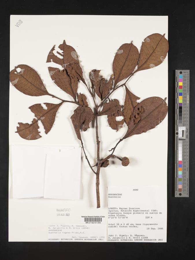 Guatteria decurrens image