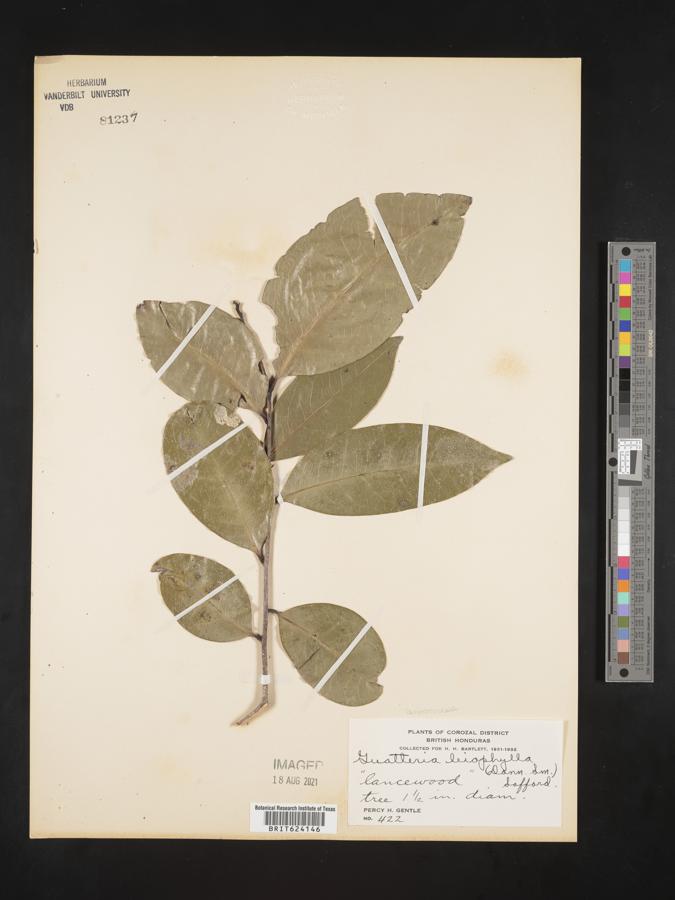 Mosannona depressa subsp. depressa image