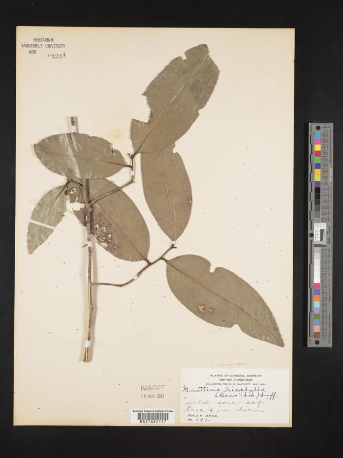 Mosannona depressa subsp. depressa image