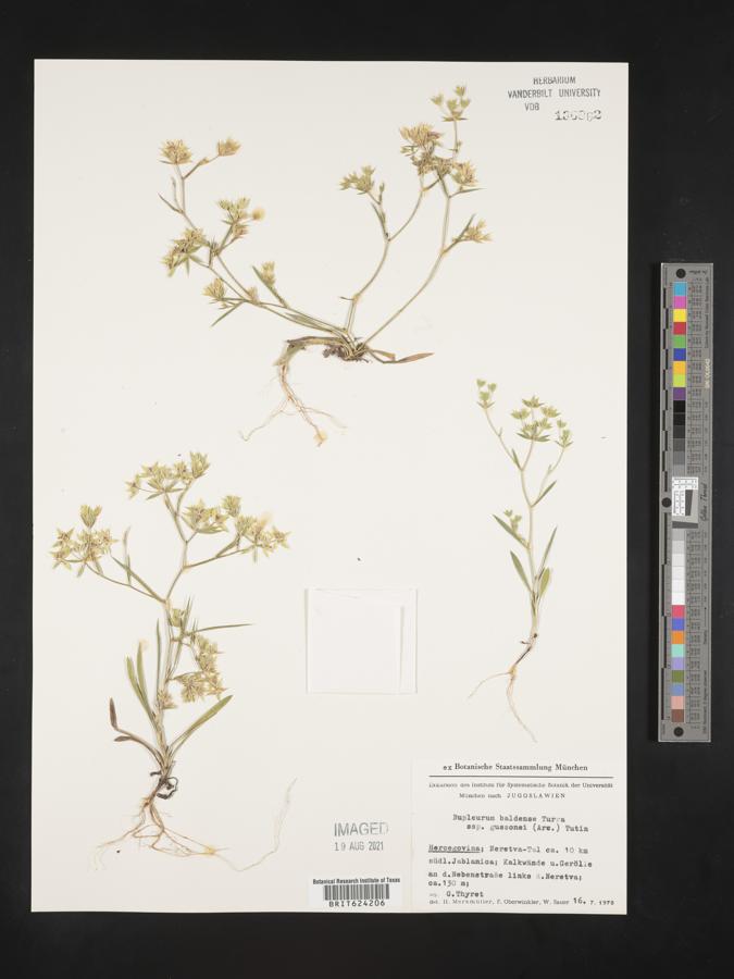 Bupleurum baldense subsp. gussonei image