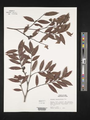 Xylopia ligustrifolia image