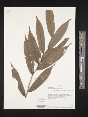 Xylopia cuspidata image