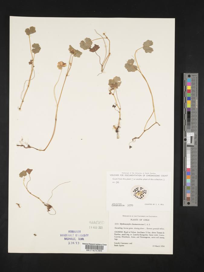 Hydrocotyle chamaemorus image