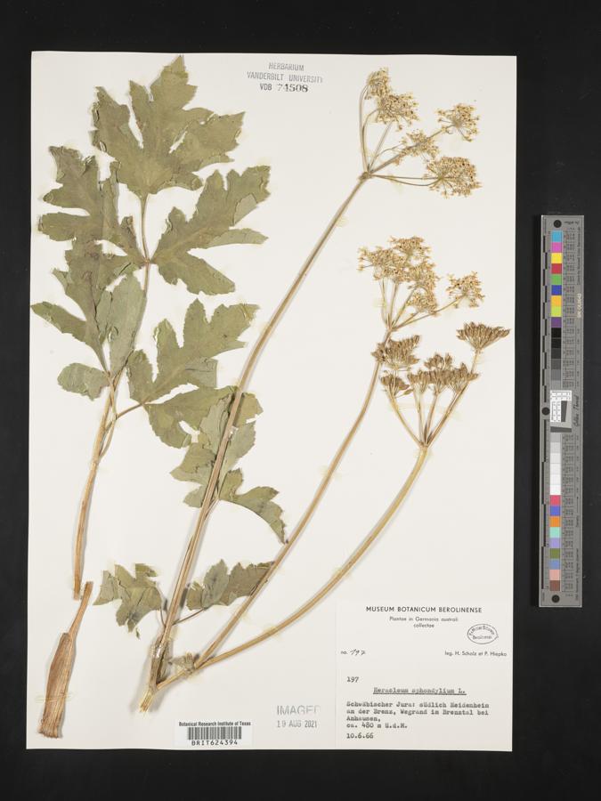 Heracleum sphondylium image