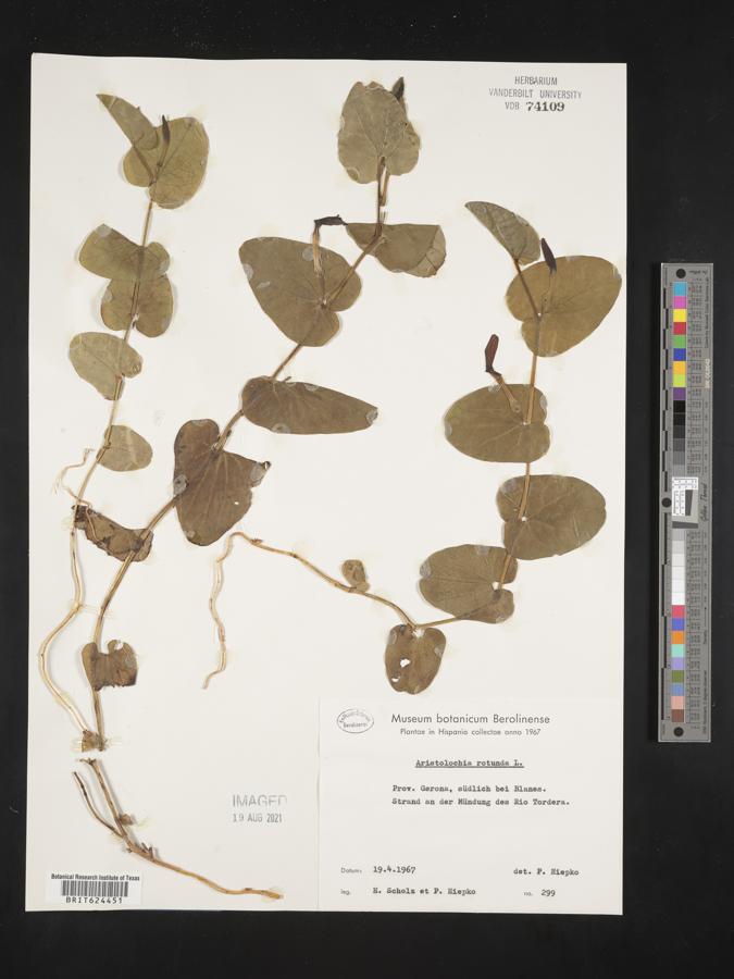 Aristolochia rotunda image