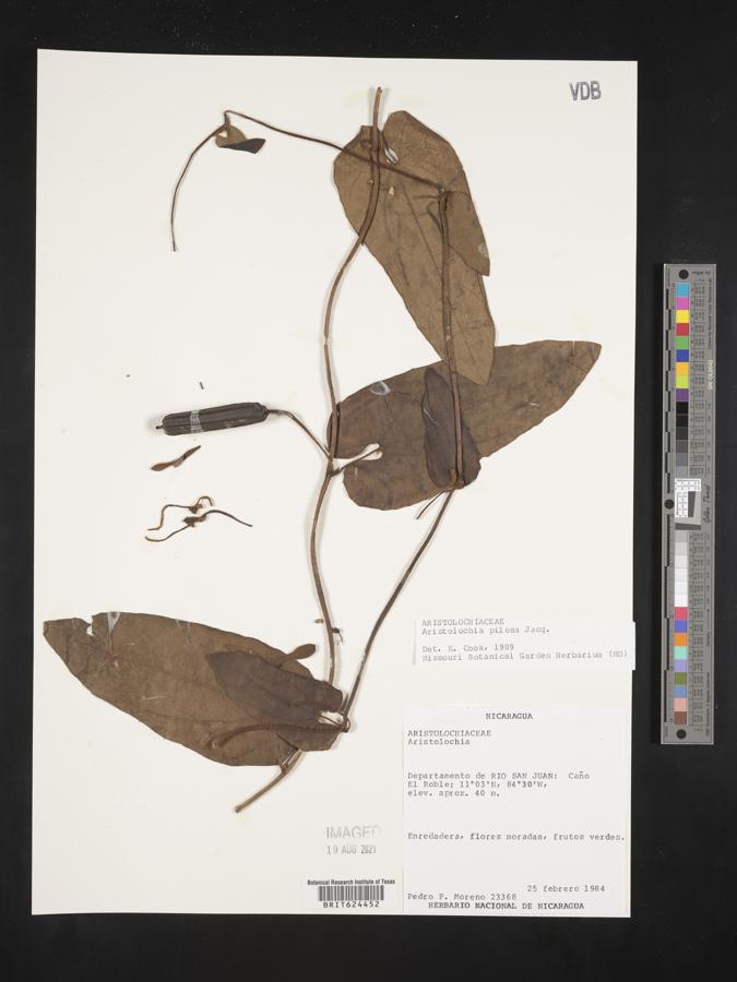 Aristolochia pilosa image