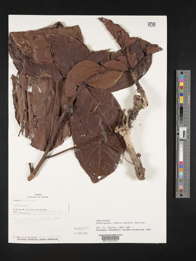 Dendropanax alberti-smithii image