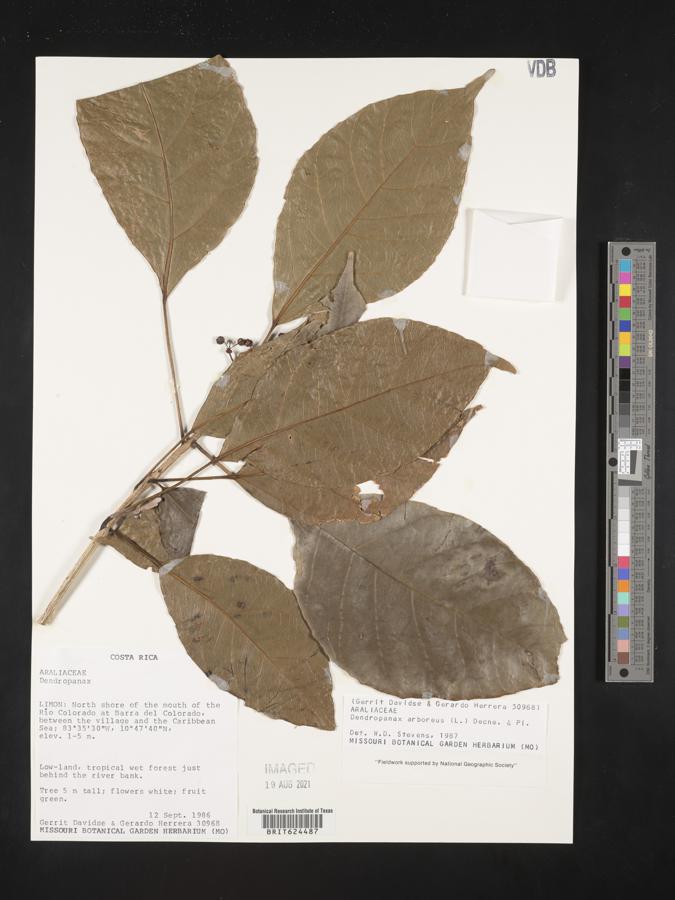 Dendropanax arboreus image