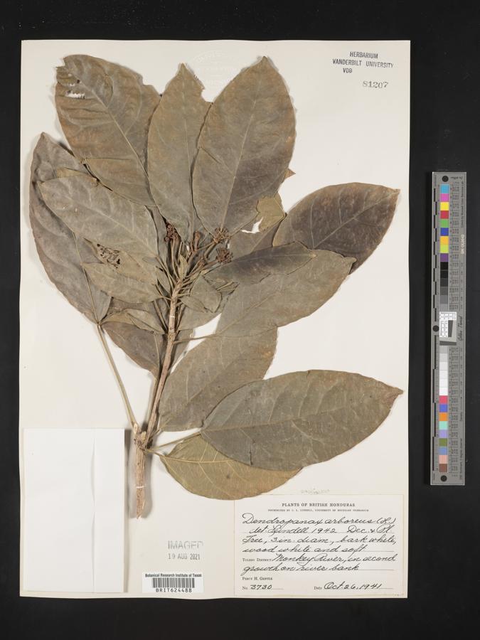 Dendropanax arboreus image