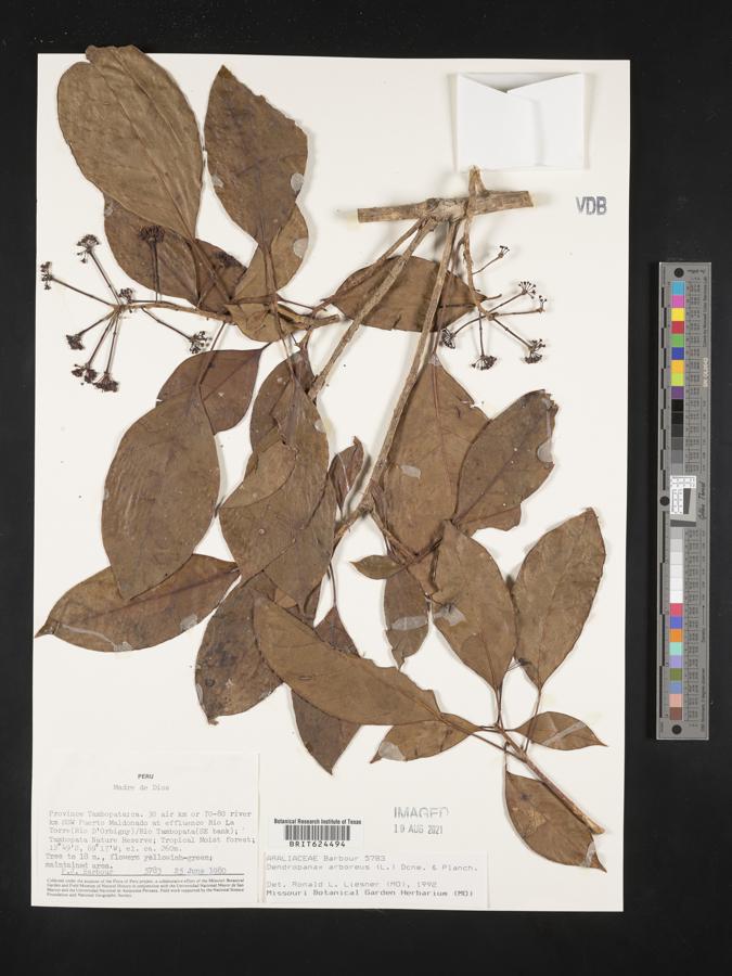 Dendropanax arboreus image