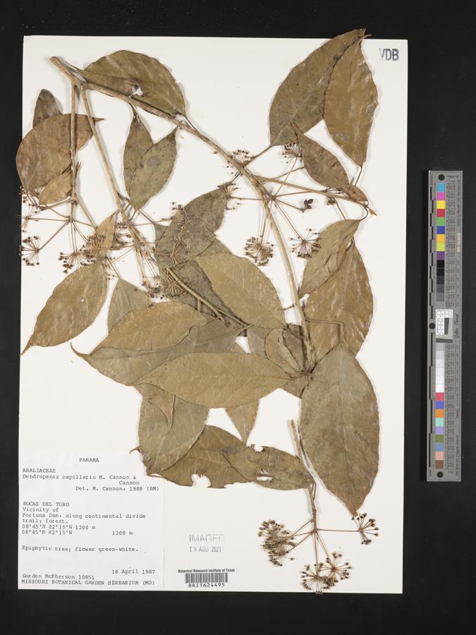 Dendropanax capillaris image