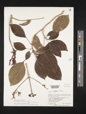 Image of Dendropanax cuneatus