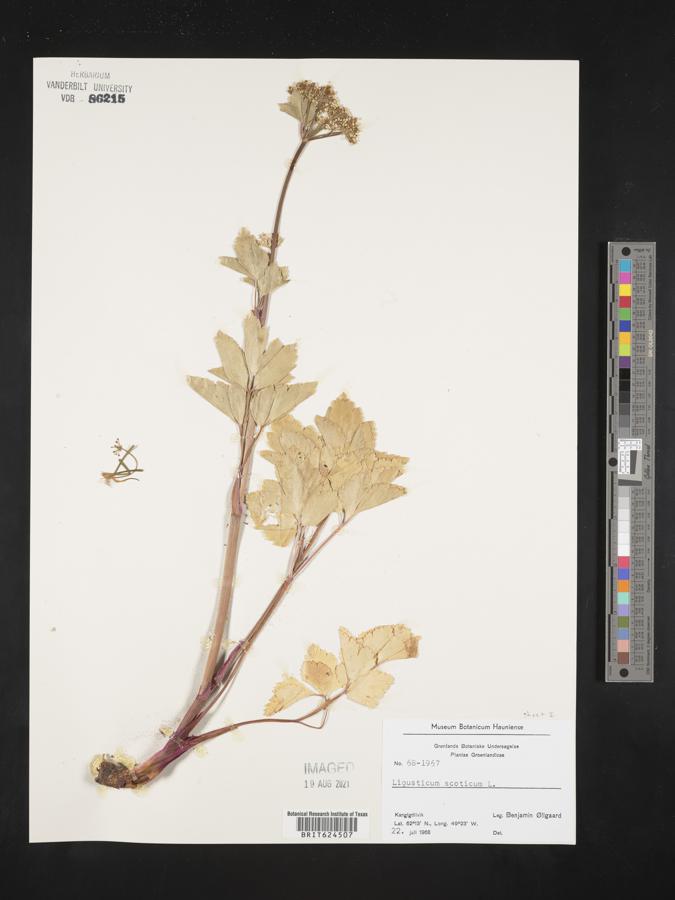 Ligusticum scoticum image