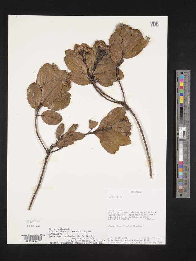 Ageratina tinifolia image