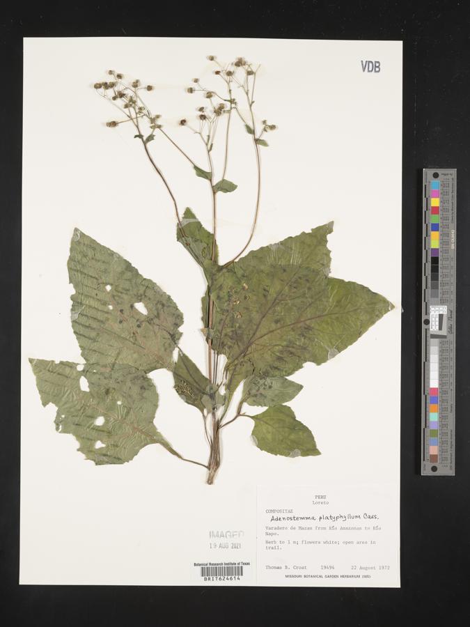 Adenostemma platyphyllum image