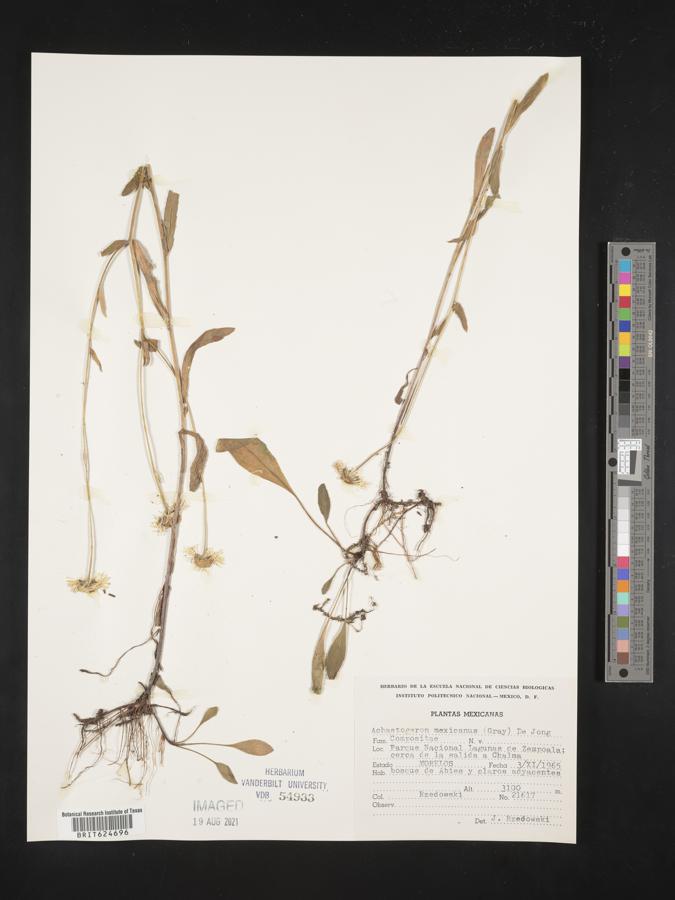 Achaetogeron image