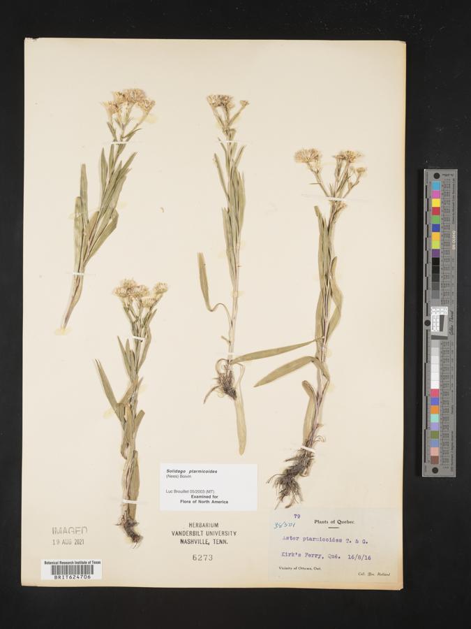 Aster ptarmicoides image