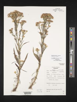 Symphyotrichum pilosum var. pringlei image