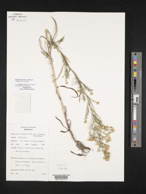 Symphyotrichum pilosum var. pringlei image