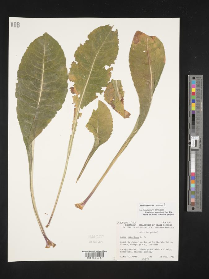 Aster tataricus image
