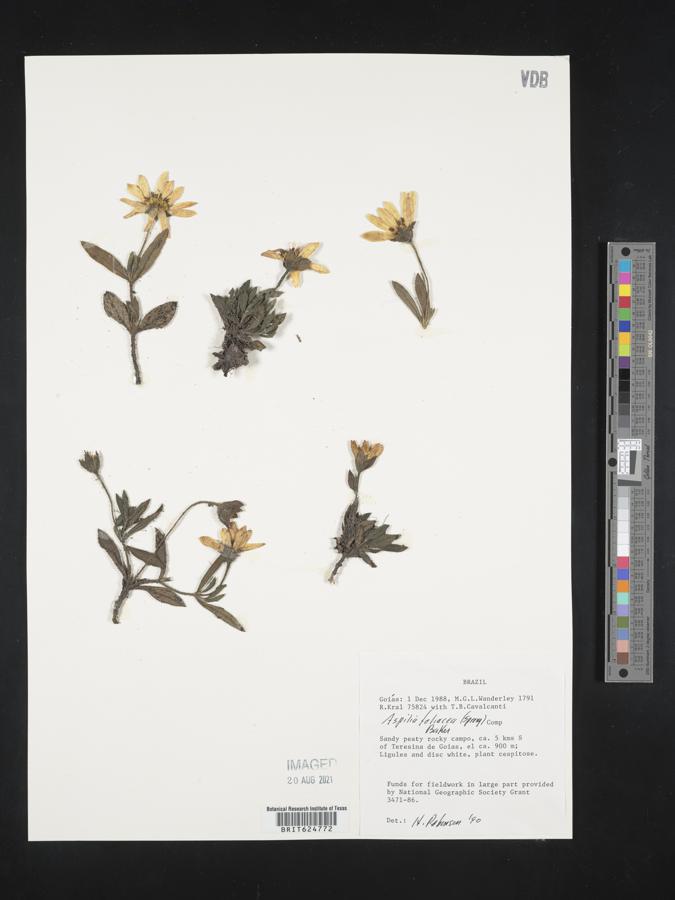 Aspilia foliacea image