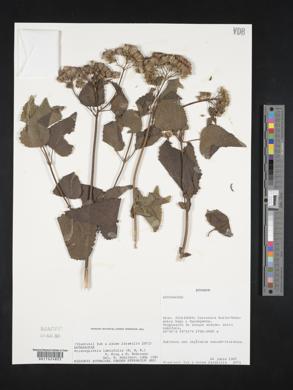 Aristeguietia lamiifolia image