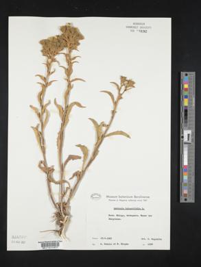 Andryala integrifolia image